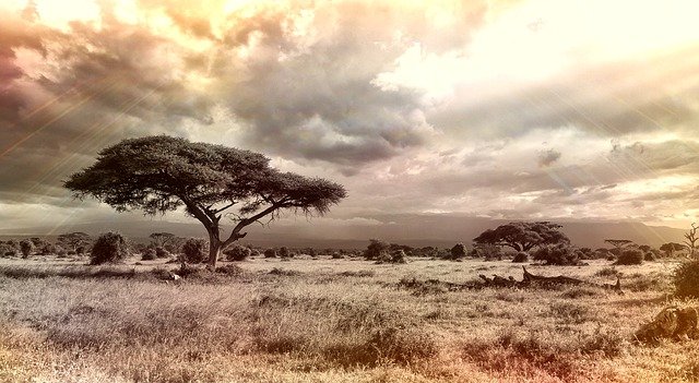 afrika